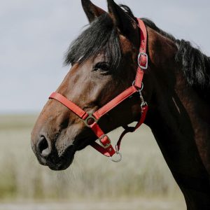 RIDING WORLD Cushing Nylon Headcollar Riding World RED salvaschiena per sella inglese