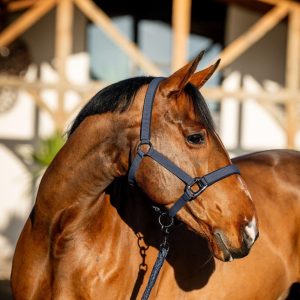 Set Capezza E Lunghina Amigo Horseware Blu