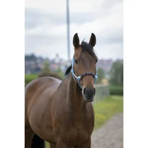 NORTON Capezza Ethological Pearl Con Fod. Nasello Norton Light Blue Capezzini E Capezze