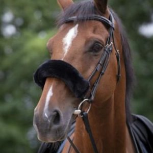 EQUITHEME EQUITHEME Black - ACCESSORI PER IL CAVALLO