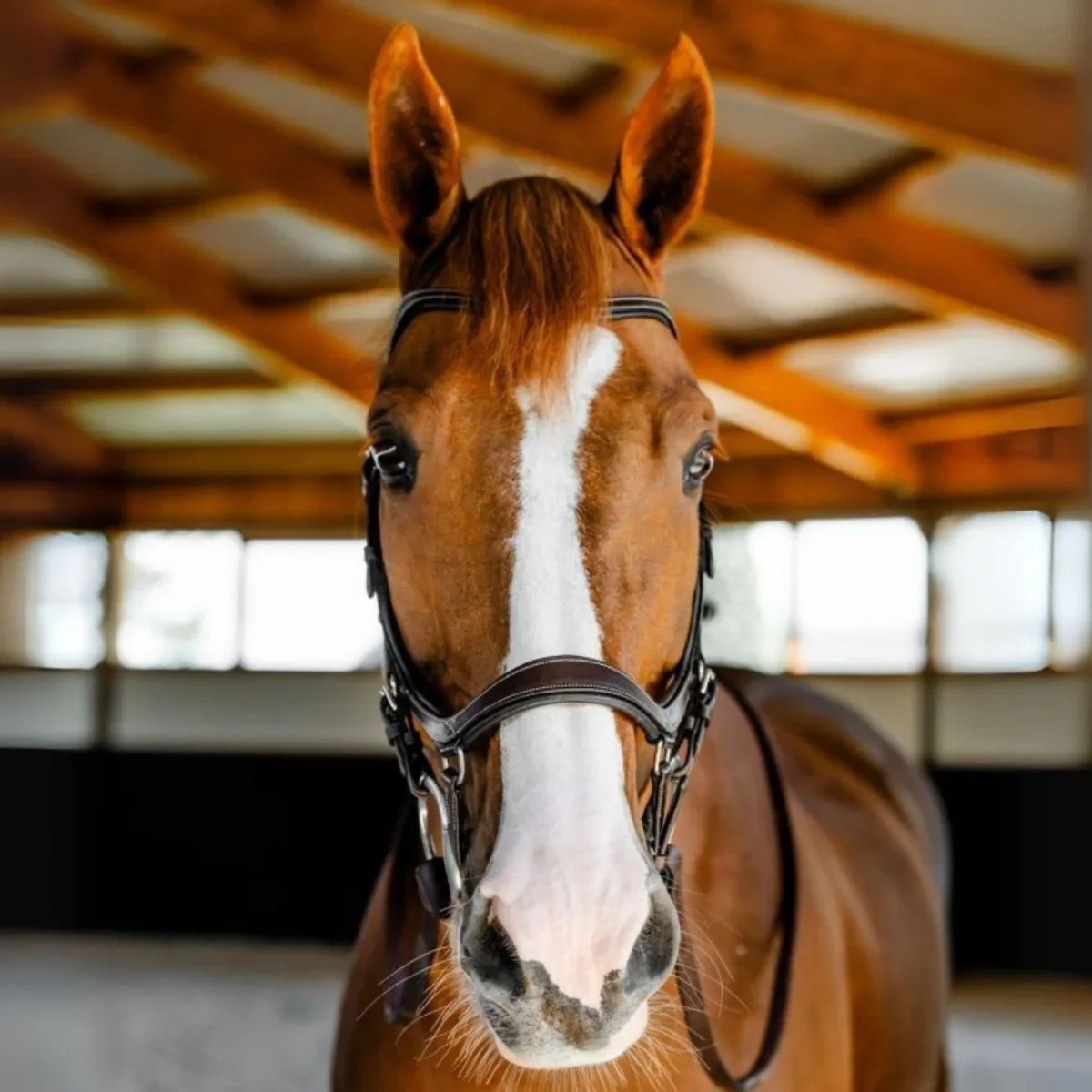 TESTIERA MICKLEM COMPETITION HORSEWARE - immagine 3