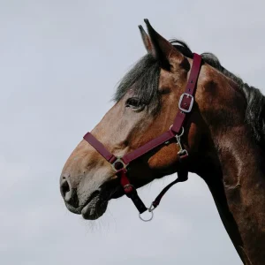 RIDING WORLD Cushing Nylon Headcollar Riding World BURGUNDY salvaschiena per sella inglese