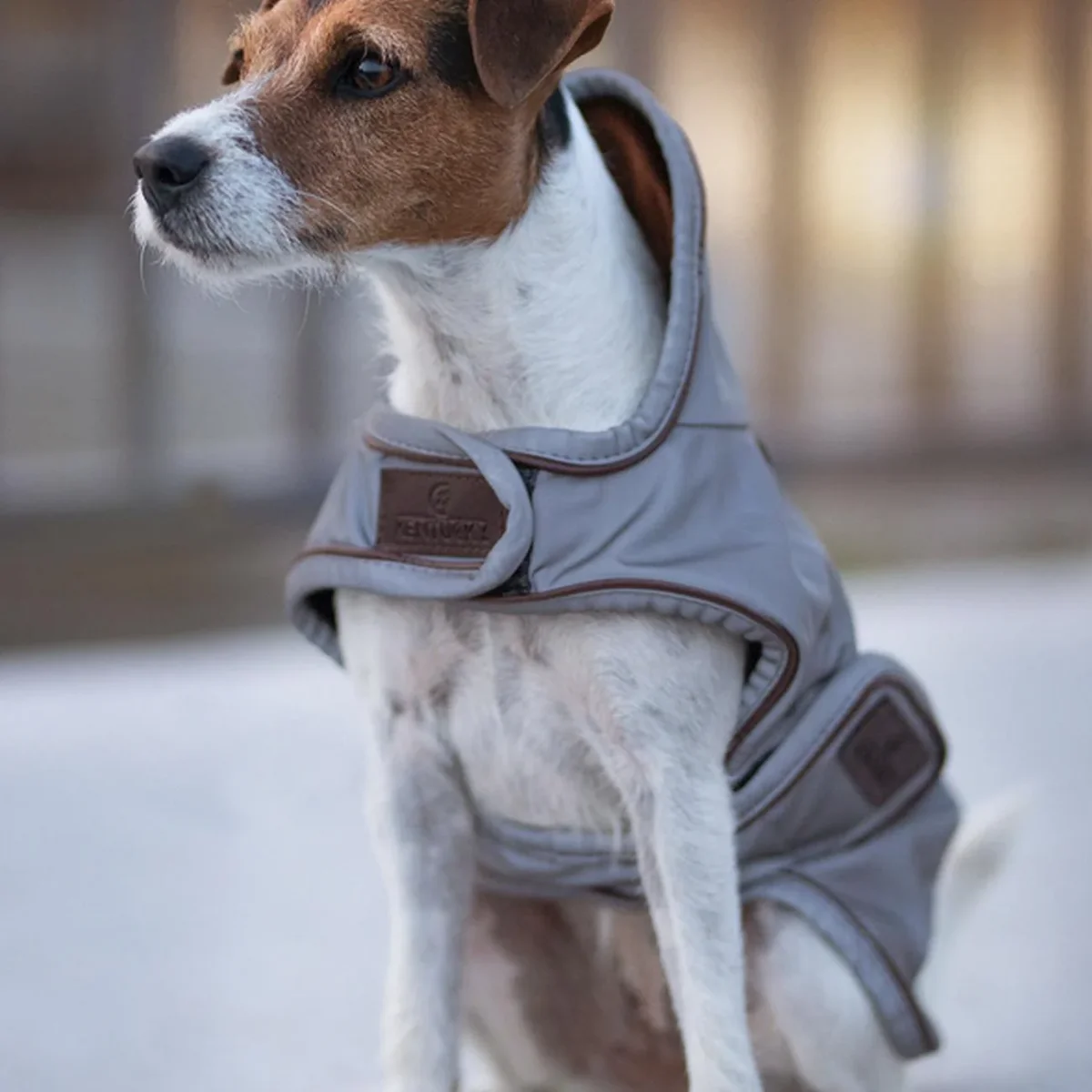 KENTUCKY CAPPOTTO PER CANI RIFLETTENTE E IDROREPELLENTE Argento accessorio per cani - immagine 3