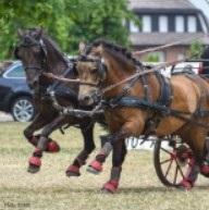 Zilco Finimento pariglia 'classic' zilco Nero nan finimenti attacchi