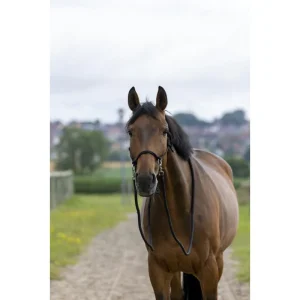 NORTON Briglia Ethological Con Redini Norton Black Briglie