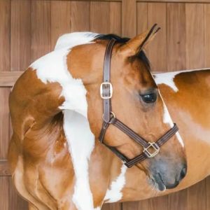 KENTUCKY CAPEZZA DI PELLE WELLINGTON KENTUCKY Marrone capezza per stalla e paddock