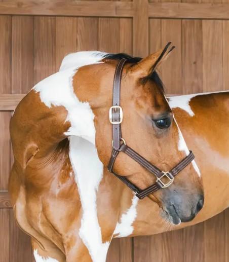 KENTUCKY CAPEZZA DI PELLE WELLINGTON KENTUCKY Marrone capezza per stalla e paddock