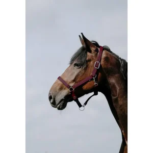 RIDING WORLD Cushing Nylon Headcollar Riding World BURGUNDY salvaschiena per sella inglese