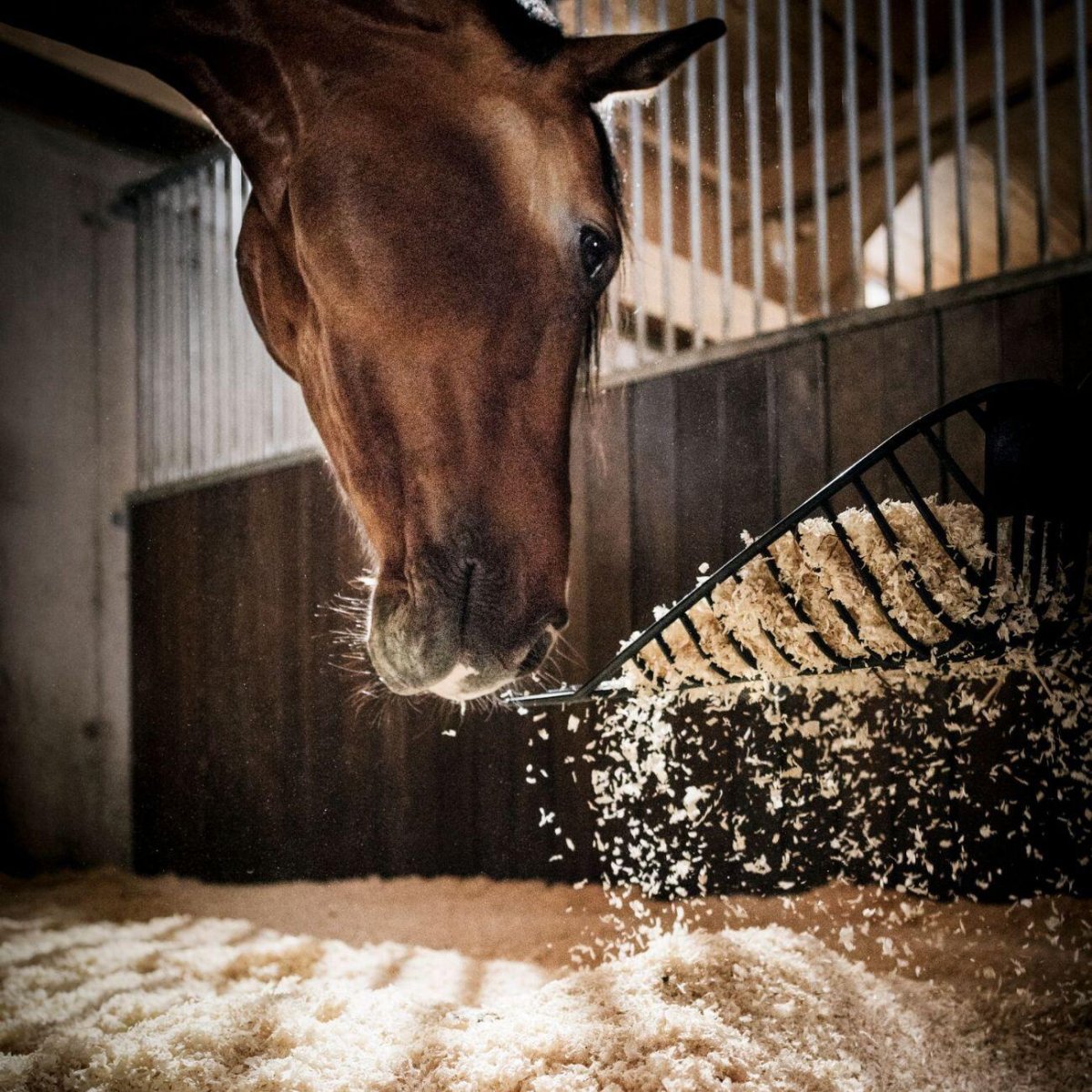 Trucioli Per Lettiera 20kg Alpenspan - immagine 5