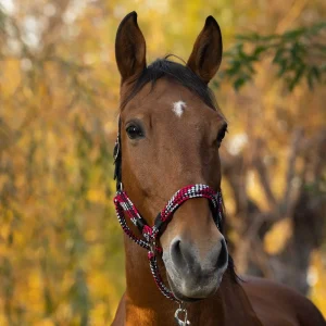 EQUITHEME BRAID Fuchsia/Grey - CAPEZZINI E CAPEZZE [510629321]