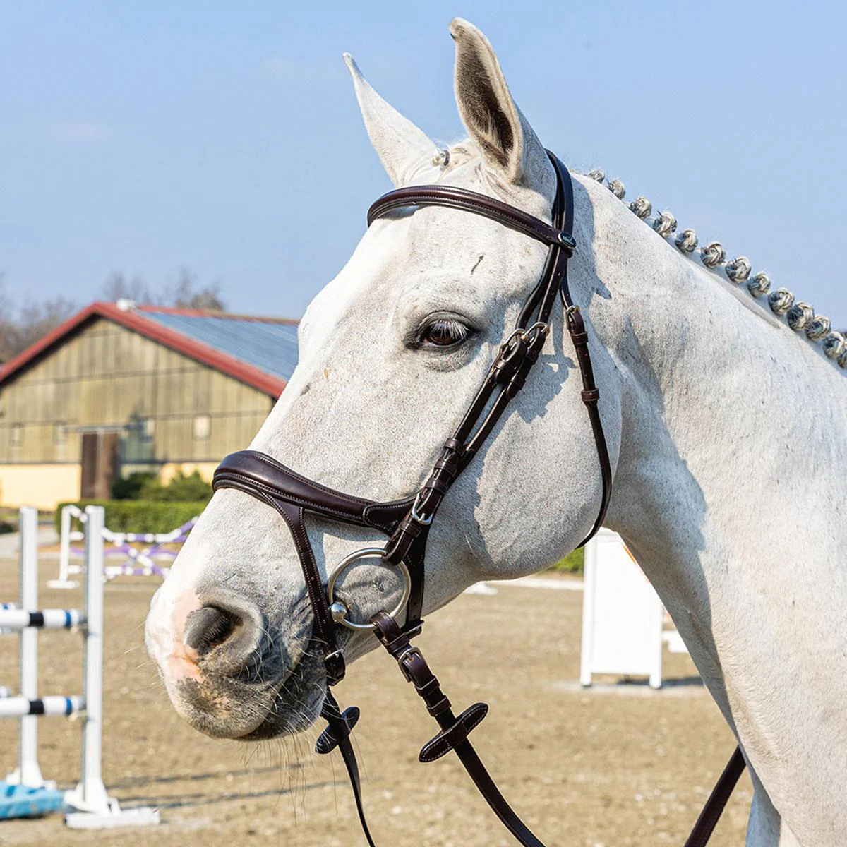 WINNER 09SA48535MARRONE Marrone ACCESSORI PER IL CAVALLO