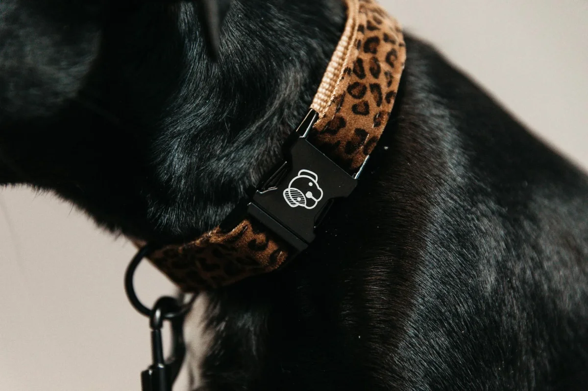 KENTUCKY COLLARE PER CANE KENTUCKY Multicolor accessorio per cani - immagine 3