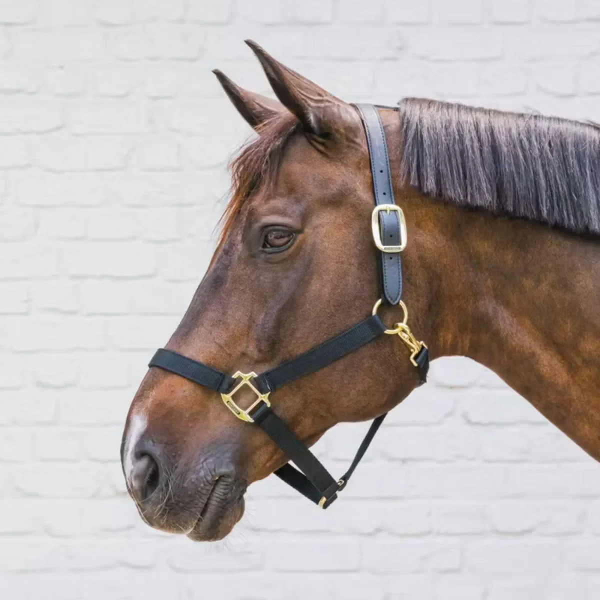 KENTUCKY NYLON HALTER BREAKAWAY KENTUCKY Nero capezza per stalla e paddock - immagine 3