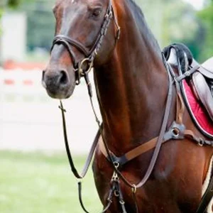 TATTINI PETTORALE 5 ATTACCHI CON MARTINGALA Marrone per pettorali