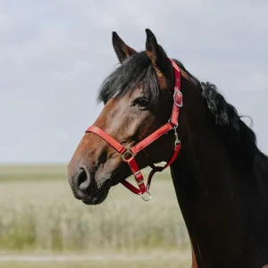 RIDING WORLD Cushing Nylon Headcollar Riding World RED salvaschiena per sella inglese