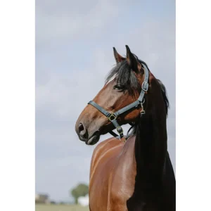 RIDING WORLD Cushing Nylon Headcollar Riding World GREEN salvaschiena per sella inglese