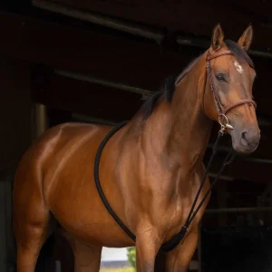 NORTON Lunghina Con Estensione Per Lavoro Alla Corda Pony Norton Black