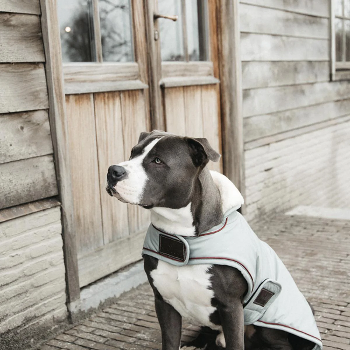 KENTUCKY CAPPOTTO CANE IMPERMEABILE 160G KENTUCKY Blu accessorio per cani - immagine 3