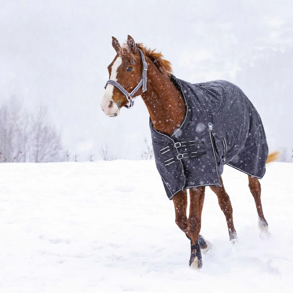 Coperta Waterproof OXford Foderata In Pile Riding World - immagine 4