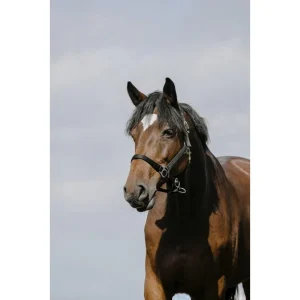 RIDING WORLD Cushing Nylon Headcollar Riding World BLACK salvaschiena per sella inglese