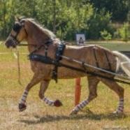 Zilco Finimento silgolo 'zgb' zilco Nero nan finimenti attacchi