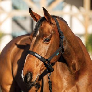 Set Capezza E Lunghina Amigo Horseware Nero