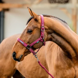 Set Capezza E Lunghina Amigo Horseware Bordeaux