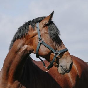 RIDING WORLD Cushing Nylon Headcollar Riding World Dark green salvaschiena per sella inglese