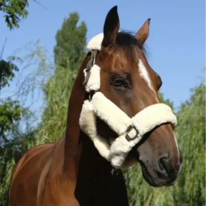 CapezzaTeddy Equitheme