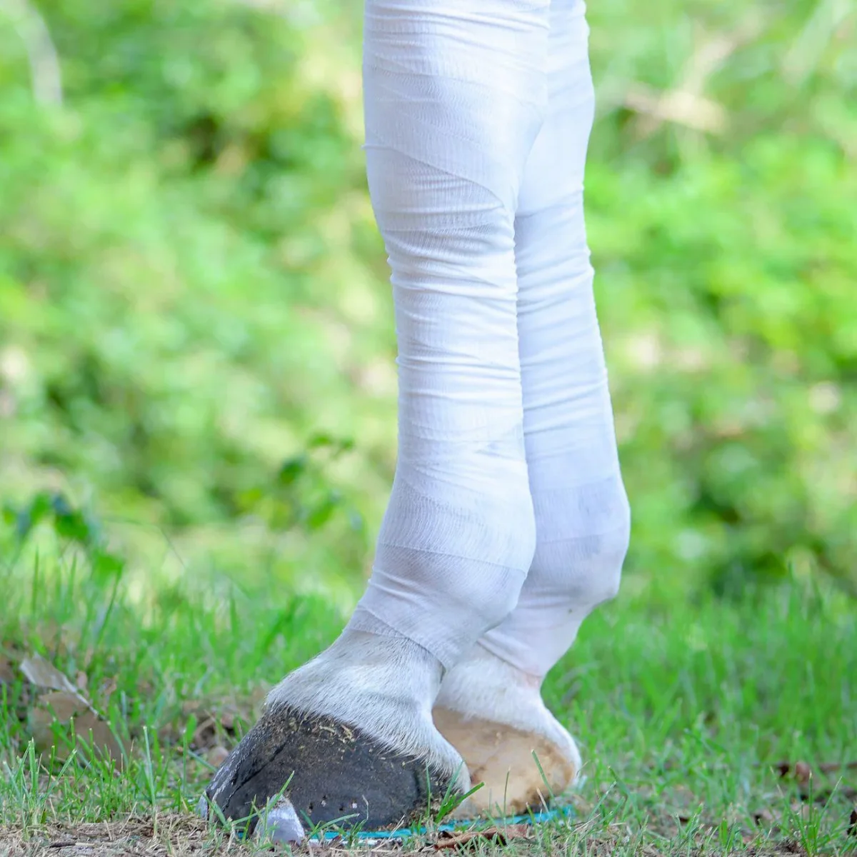 Bendaggio Raffreddante Equestre Elite X Mascheroni Selleria - immagine 3