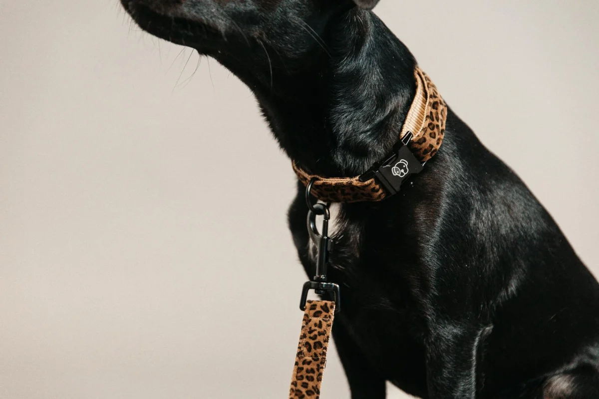 KENTUCKY COLLARE PER CANE KENTUCKY Multicolor accessorio per cani - immagine 4