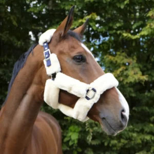 CapezzaTeddy Equitheme