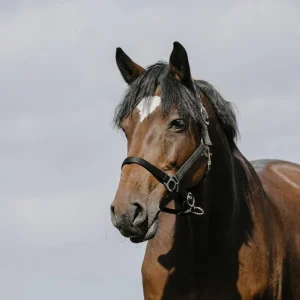 RIDING WORLD Cushing Nylon Headcollar Riding World BLACK salvaschiena per sella inglese