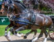 Zilco Finimento pariglia 'zgb' zilco Nero nan finimenti attacchi