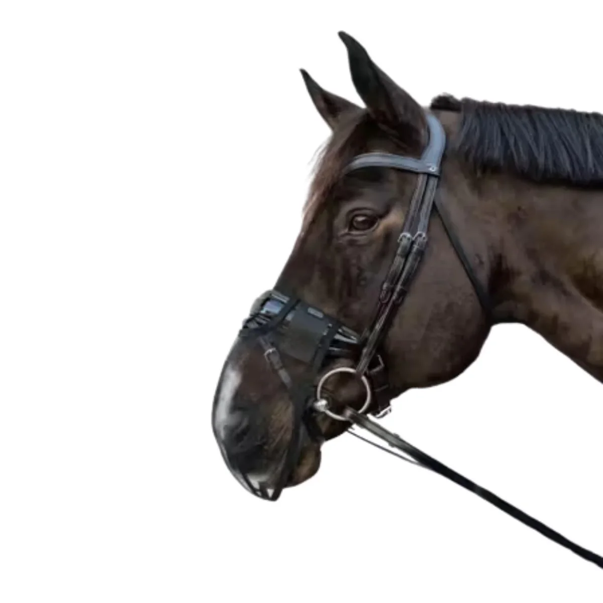 Rete Antimosche Per Naso Kentucky