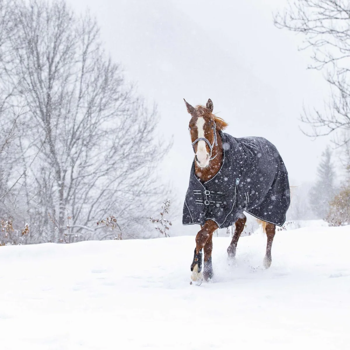 Coperta Waterproof OXford Foderata In Pile Riding World - immagine 3