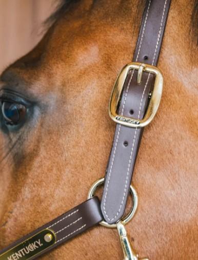 KENTUCKY CAPEZZA DI PELLE WELLINGTON KENTUCKY Marrone capezza per stalla e paddock - immagine 5