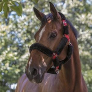 Capezza Cavallo Con Pelo Norton