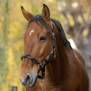 EQUITHEME BRAID Chocolate/Beige - CAPEZZINI E CAPEZZE