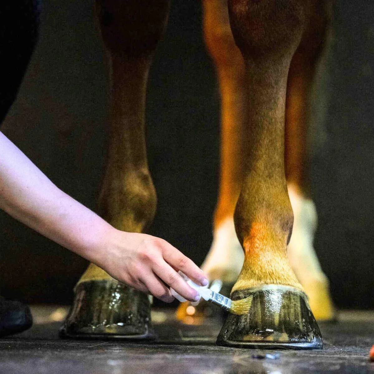 Olio Per Zoccoli Hoof Dressing Liquid Penelope - immagine 3