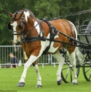 Zilco Finimento singolo 'tedex' zilco Nero nan finimenti attacchi