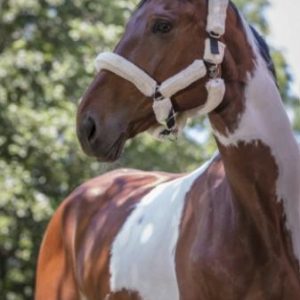 Capezza Cavallo Con Pelo Norton