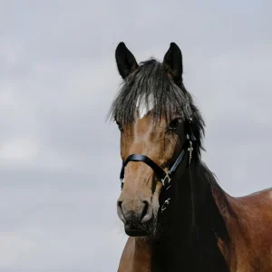 RIDING WORLD Cushing Nylon Headcollar Riding World MARINE salvaschiena per sella inglese